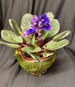 Potted bowl 2