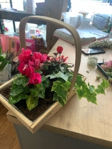 Basket plants